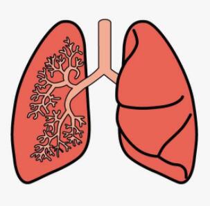 肺部健康自测方法这些表现肺部很健康