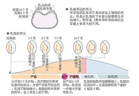 乳头增大着黑色,在乳头周围呈现一个宽而黑的乳晕区,乳晕上可以见到