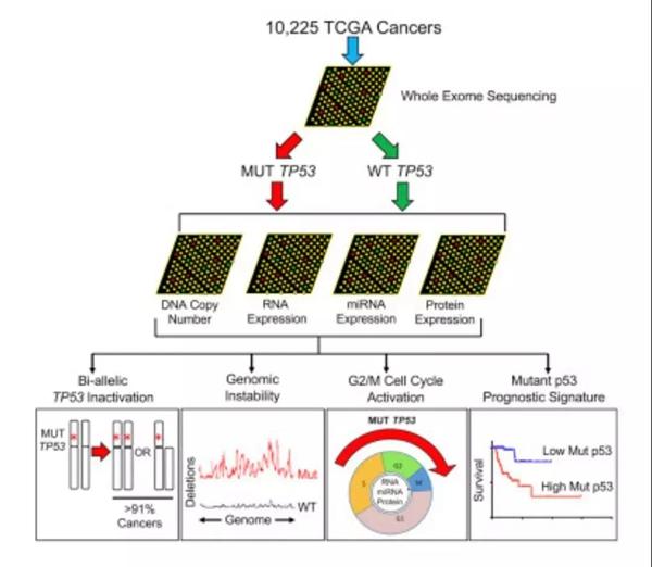 TP53突变影响未来癌症走势