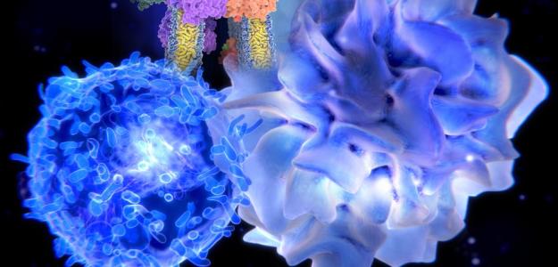 肿瘤细胞通过劫持caspase 9信号来抑制辐射诱导的免疫反应