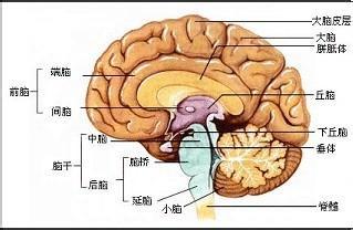 垂体瘤治疗的三种方法对比