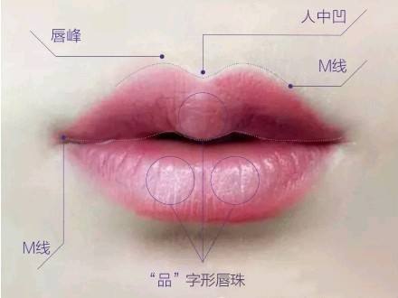 先来看看嘴唇结构图,看看什么叫做唇珠